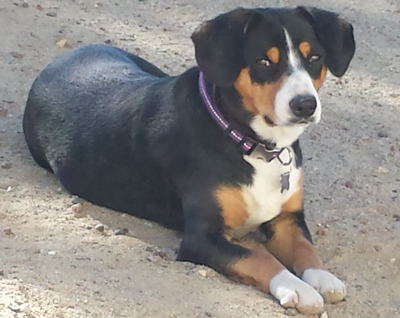 Entlebucher Swiss Mountain Dog puppies for sale in NM